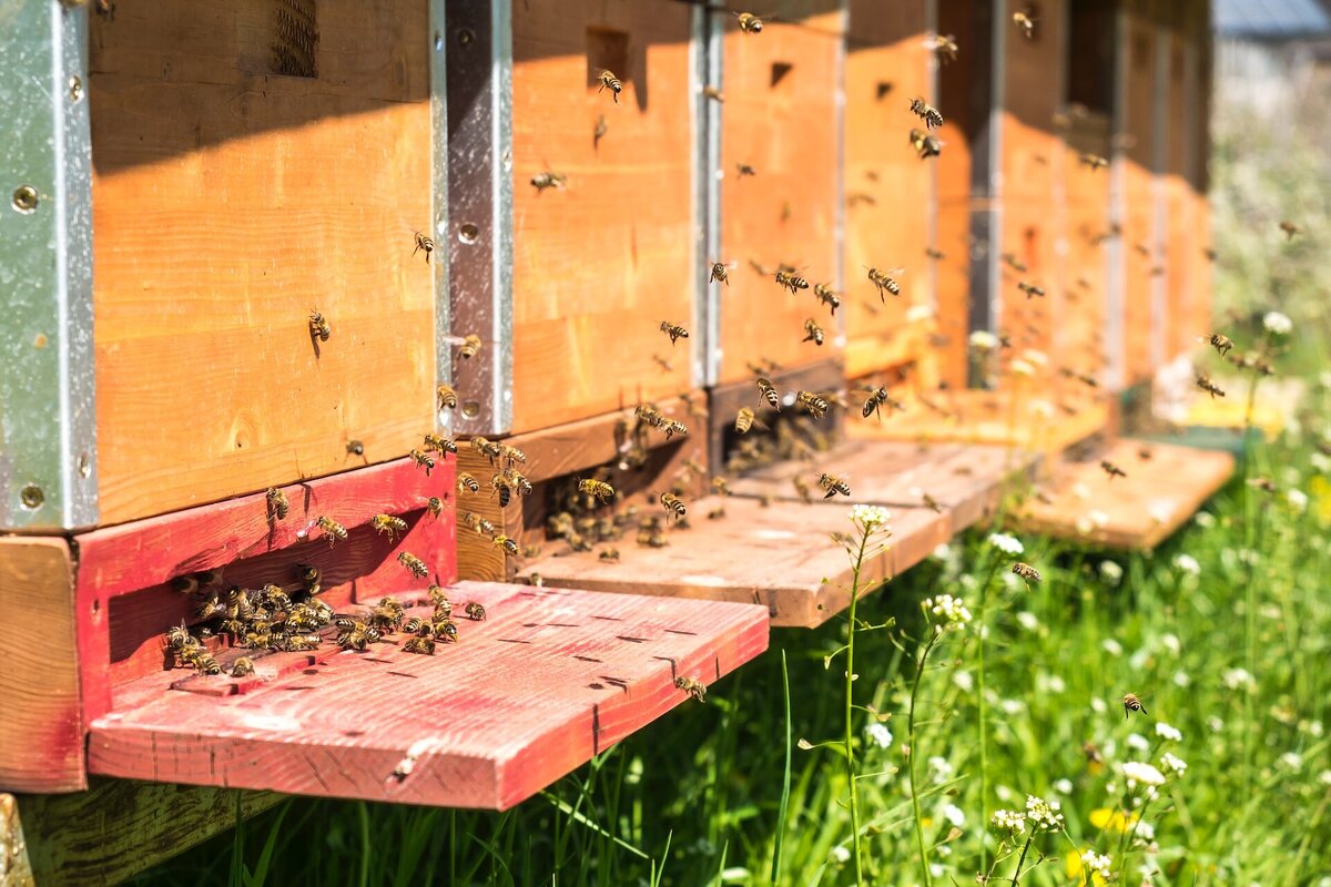     Их пора спасать! Вот как люди мучают медоносных пчел в искусственных ульях