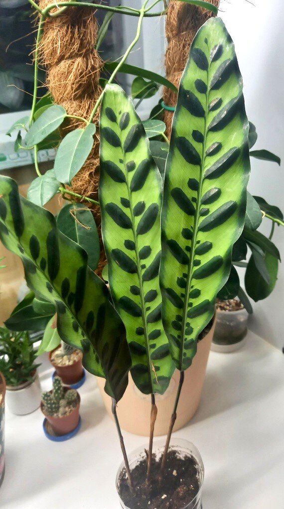 Не удержалась и опять новые растения | Цветы Вероники | Дзен