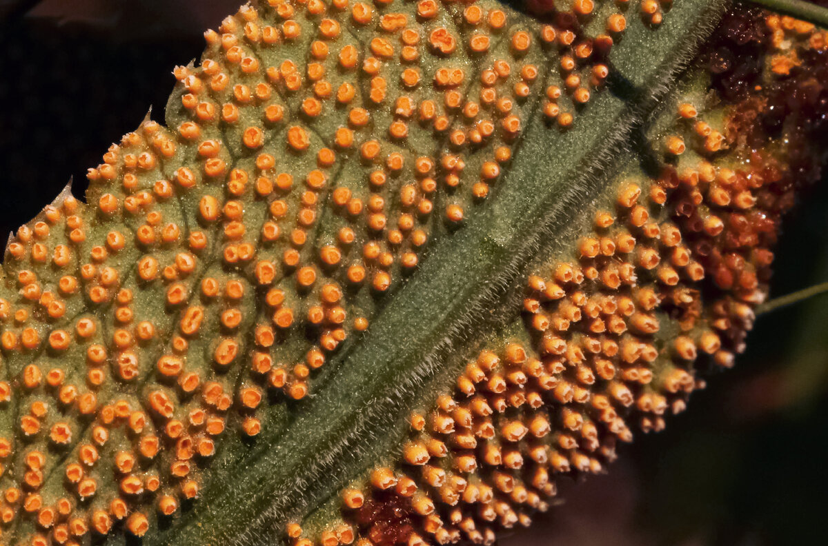 Trachyspora Alchemilla