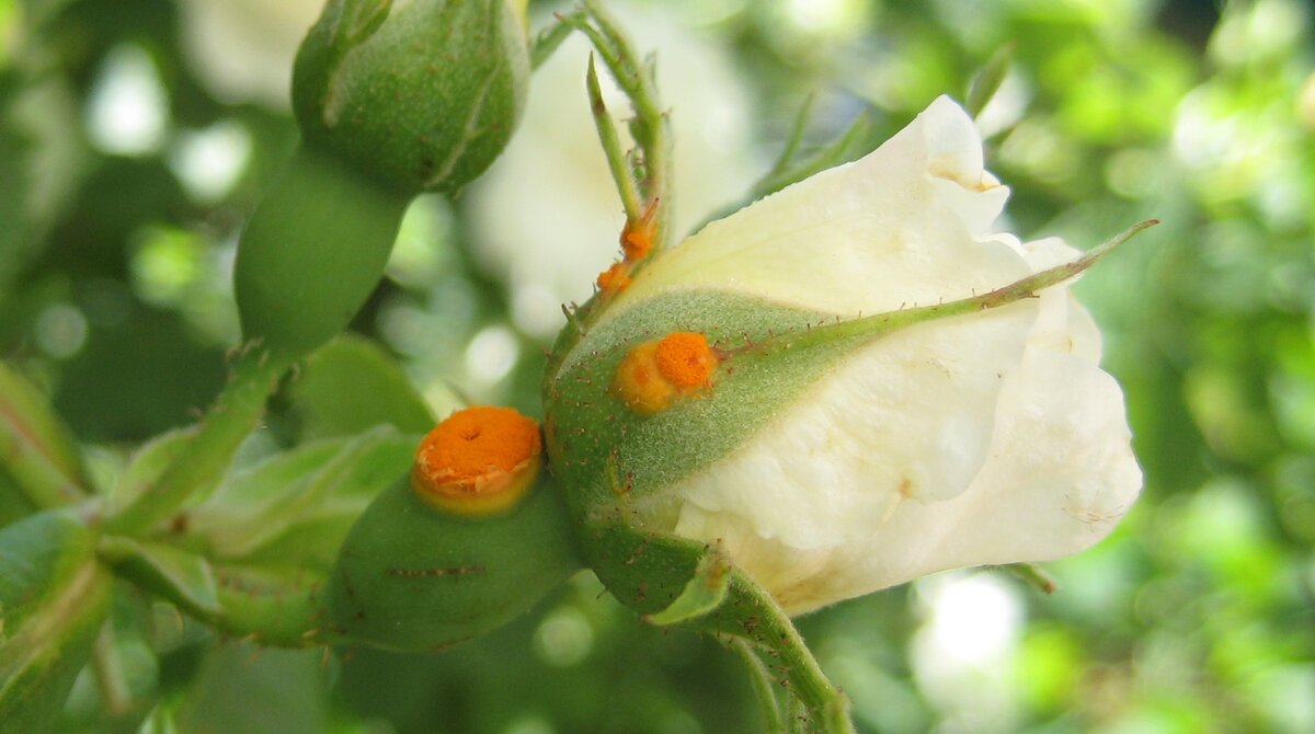 Ржавчина (Phragmidium spec.) на бутонах розы. Пустулы