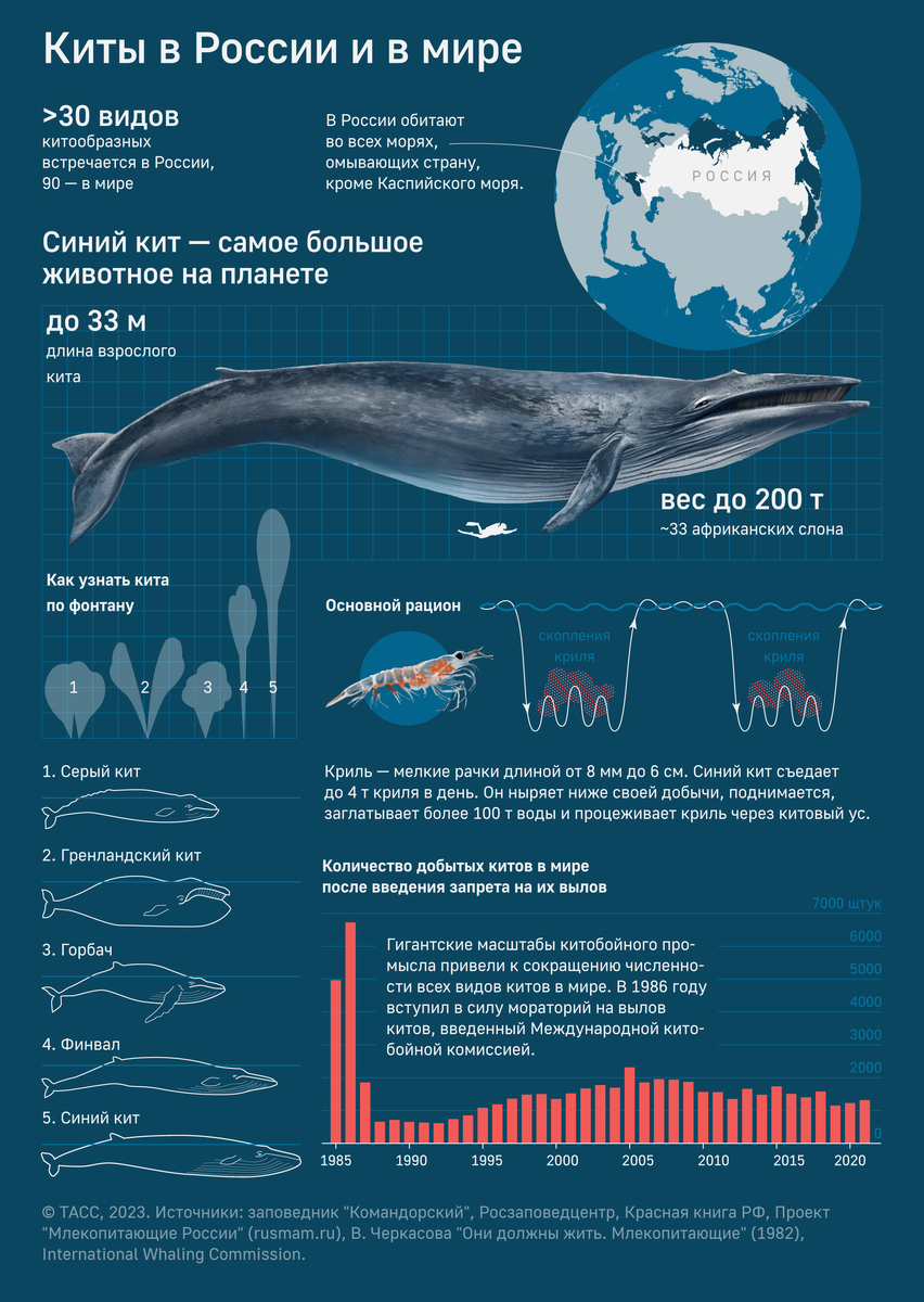 Киты водятся в море. Самый большой синий кит. Самый большой кит в мире. Кит инфографика. Сколько всего китов в мире.