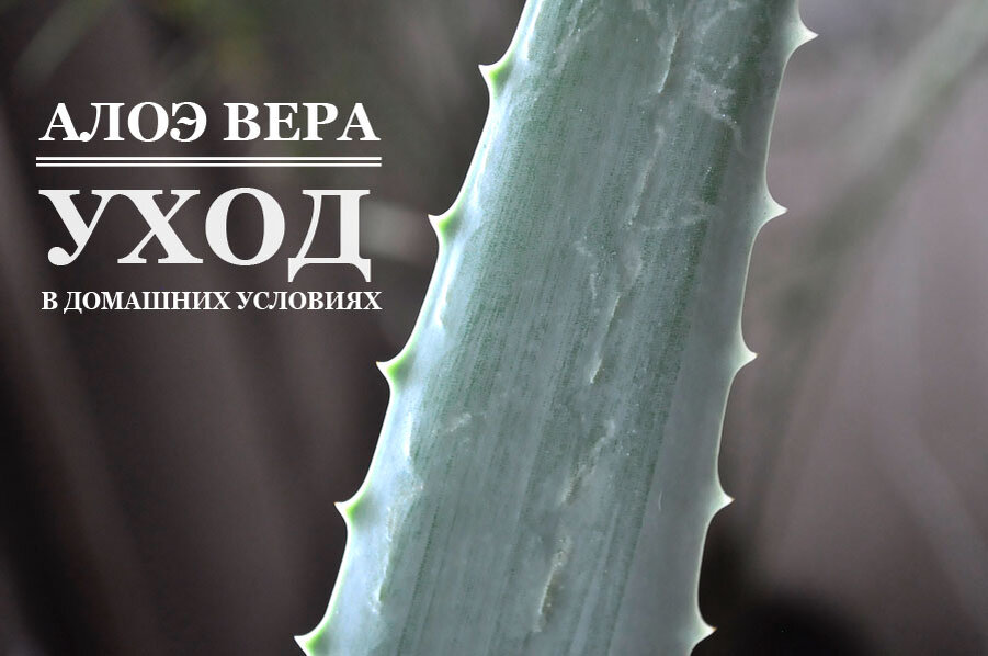 Алоэ (Aloe): инструкция по выращиванию из семян, рекомендации по уходу