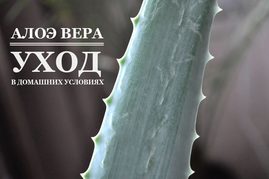 Полив Алоэ: как правильно поливать в домашних условиях, сколько раз в неделю