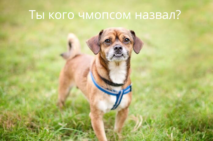 Это чмопс