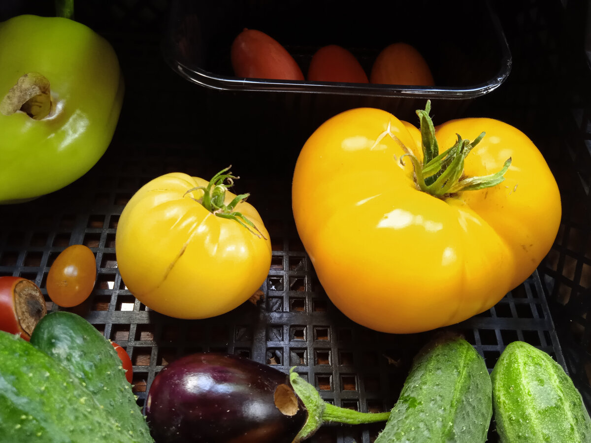 Совка в этом году одолела. Это я про дырочки на других овощах.