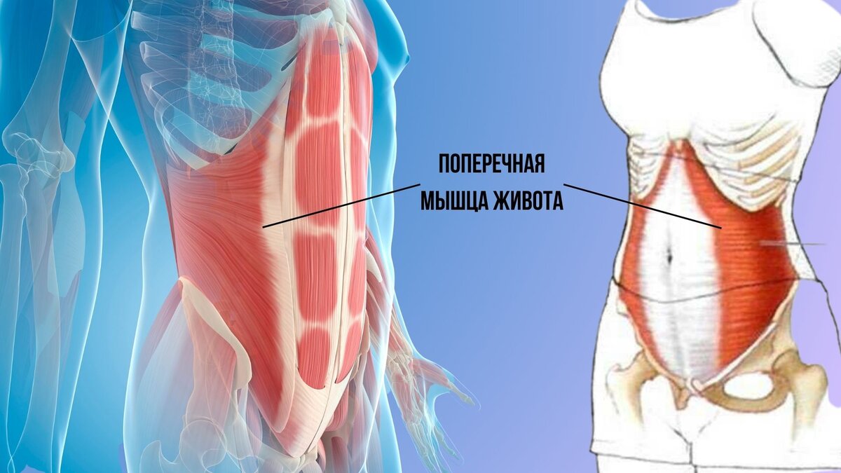 Поперечная мышца корсет