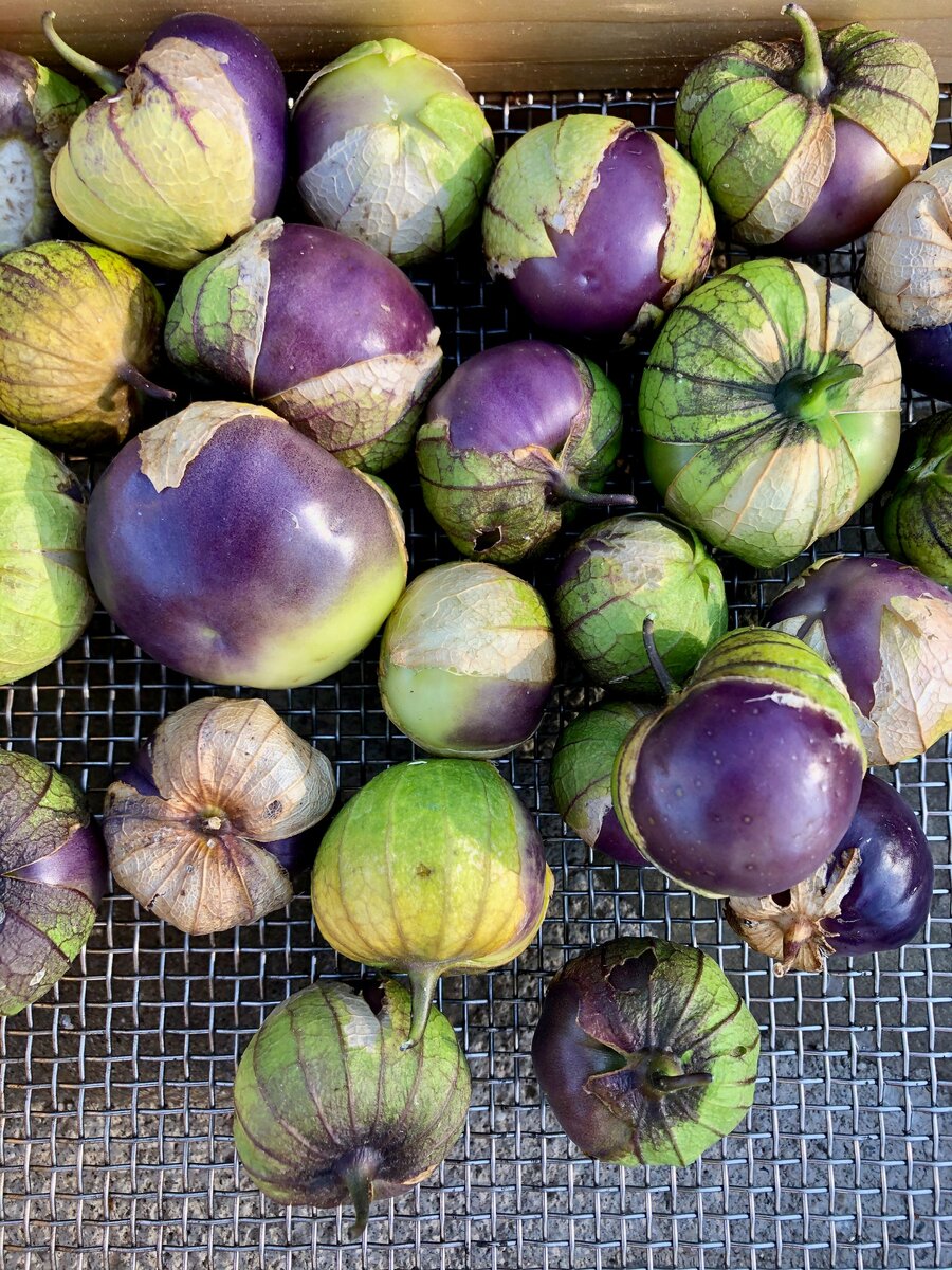 Физалис овощной. Фото: plantgoodseed.com