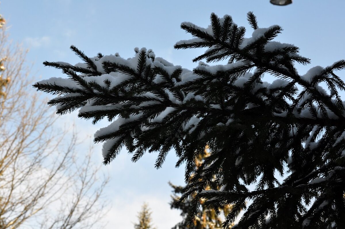 За окном кружится белый снег, а мы дома вышиваем ❄️❄️❄️ | Вышивка и  акварель | Дзен