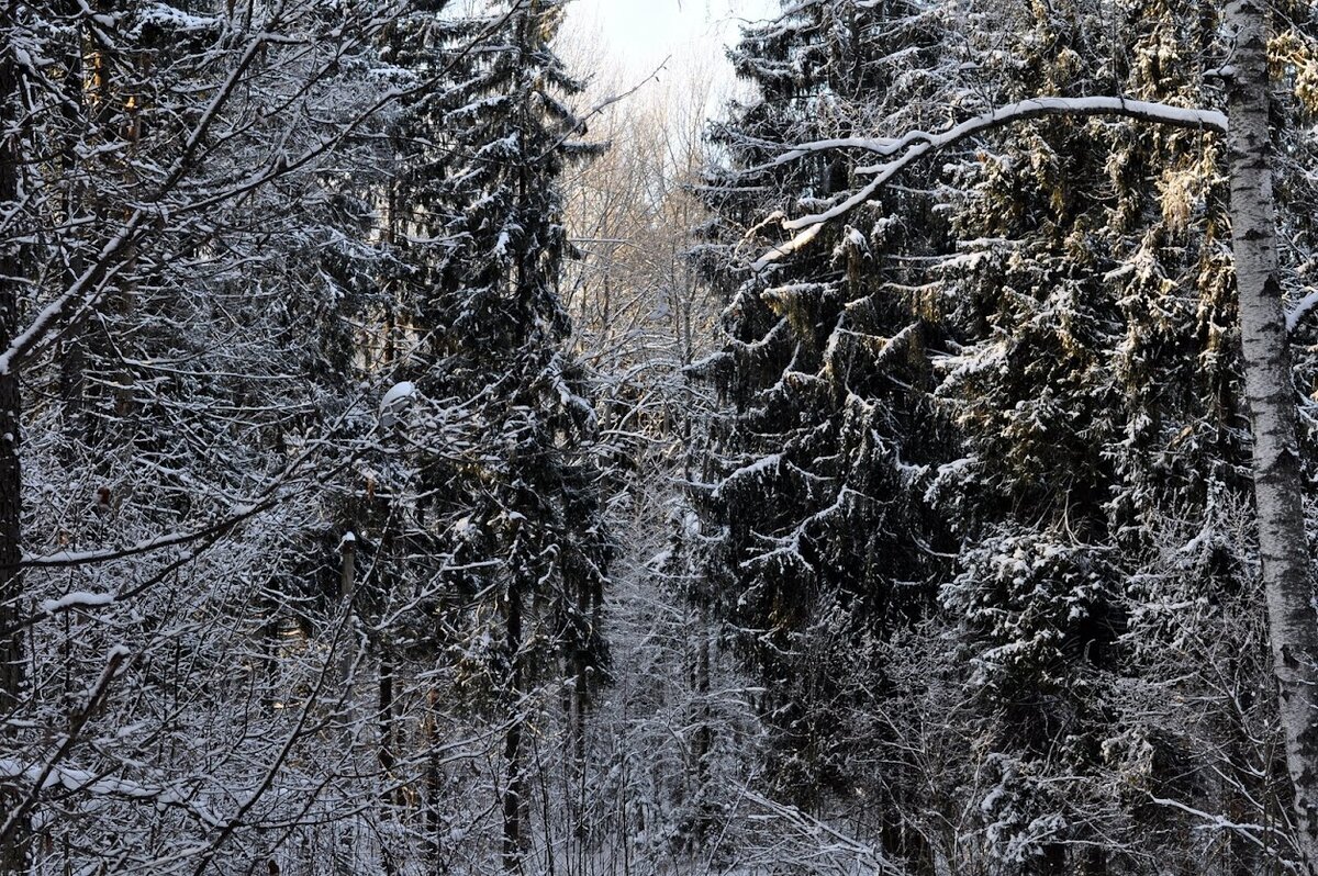 снег в подмосковье