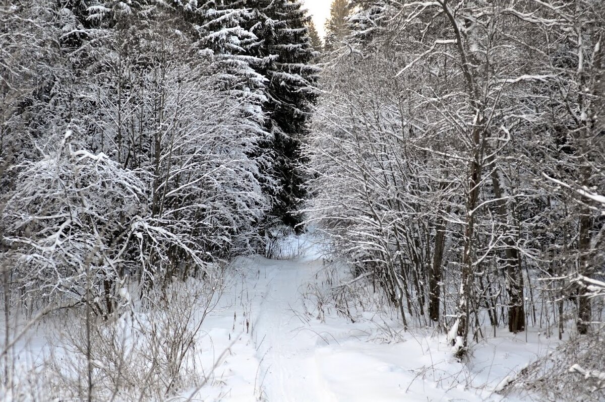 За окном кружится белый снег, а мы дома вышиваем ❄️❄️❄️ | Вышивка и  акварель | Дзен