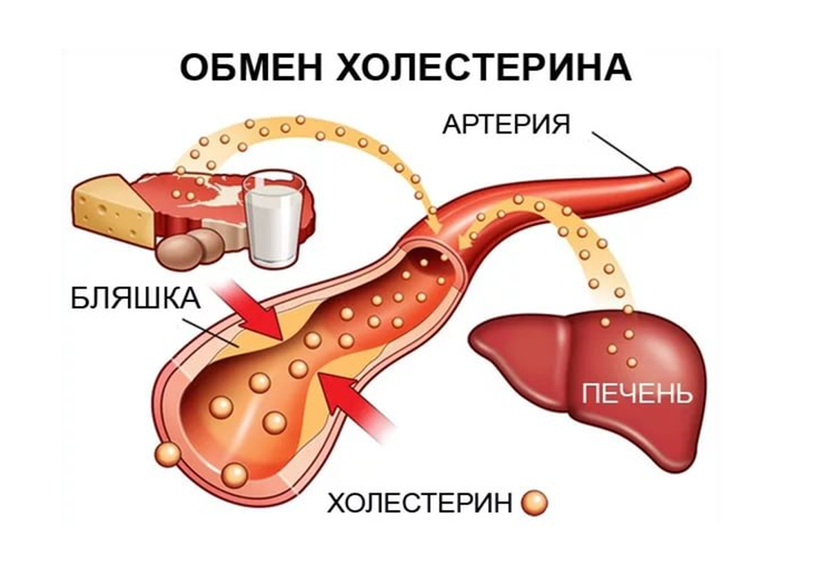 Плюсы холестерина