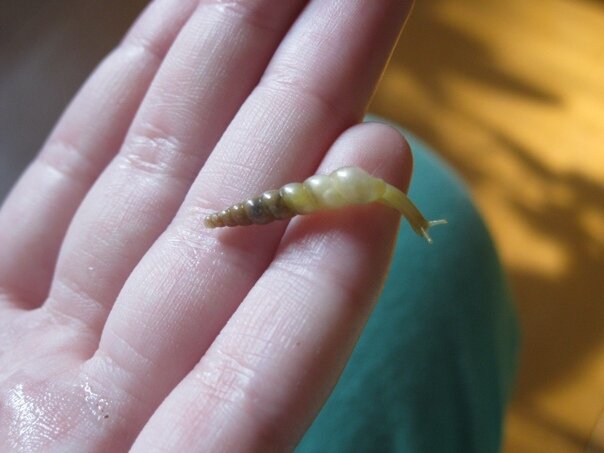 Subulina octona - один из самых маленьких видов из семейства Achatinidae, к которому как раз и принадлежат ахатины. Длина тела этих козявок - всего пара сантиметров