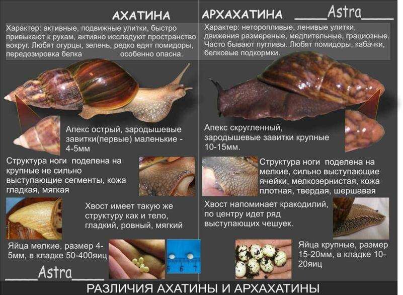 Программа с улиткой