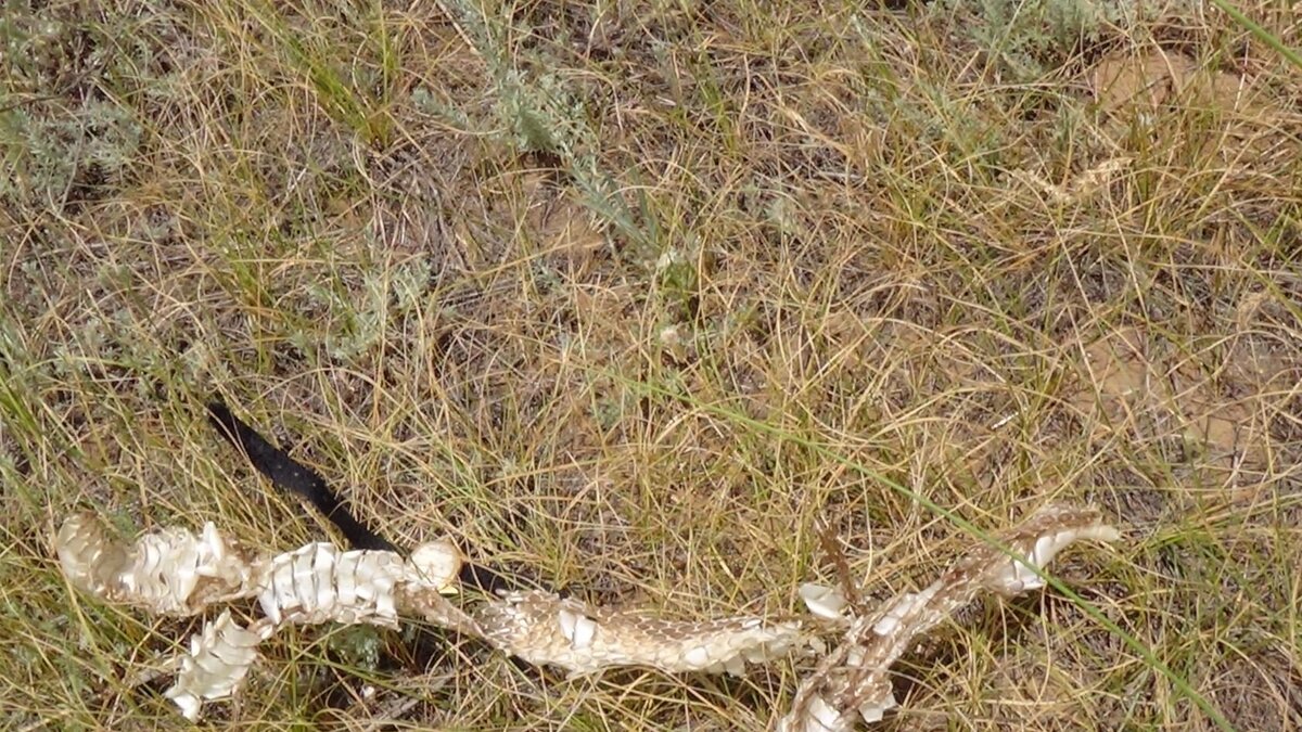 выползок желтобрюхого полоза. 2015г., окрестности Волгограда (фото моё)