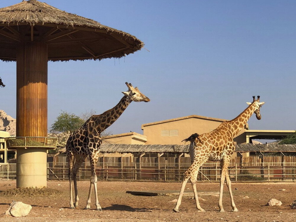 Al ain zoo