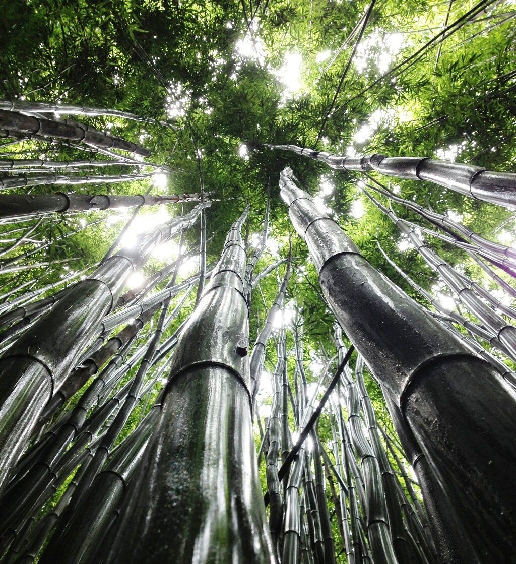 Трудно пробиться у свету в тропическом лесу. Взято с https://pxhere.com/ru/photo/667450