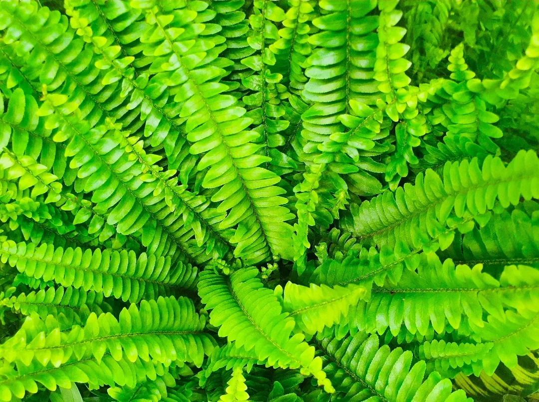 Красивый, зелёный, кудрявый - как раз для таких композиций