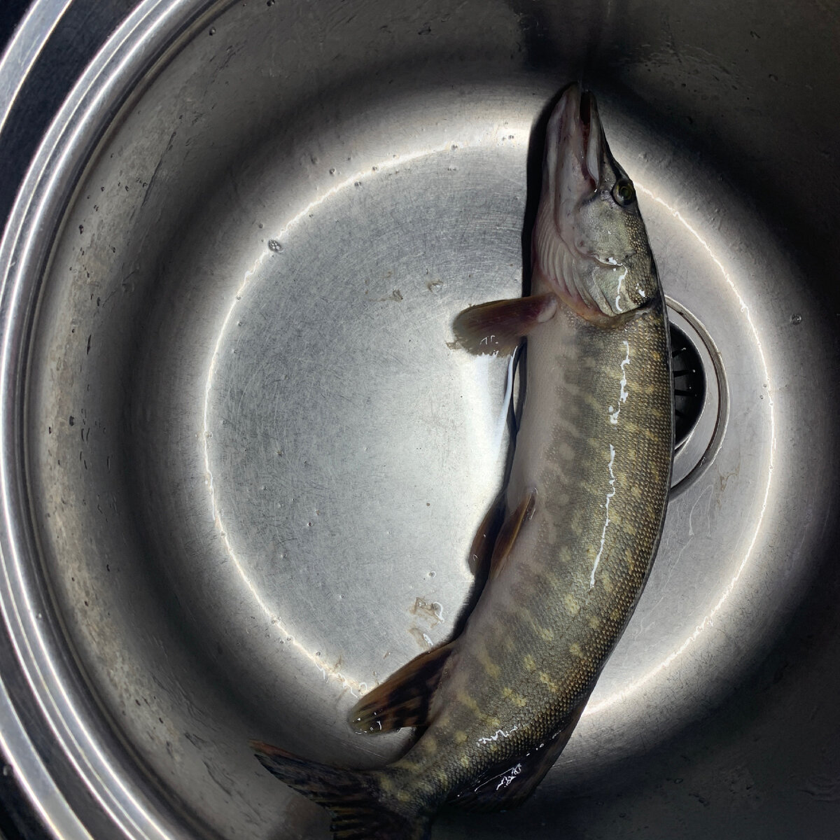 А от себя хочу добавить то что хорошо знаю я как женщина и любитель готовить. Вкус у этой рыбки отменный, мне очень нравится ее готовить, а именно жарить на сковородке в муке, так же из этой рыбки получается замечательно ароматный, аппетитный вкуснющий суп.