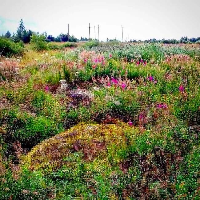 Поля вместо сельскохозяйственных угодий - где-то на просторах России /фото из личного архива/
