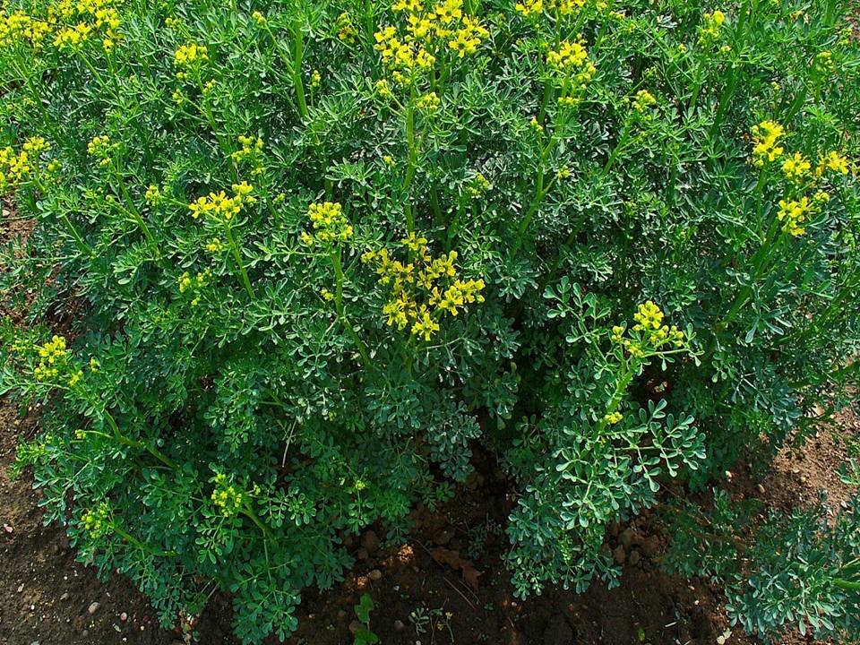 Рута душистая (URL : https://ru.wikipedia.org/wiki/Рута_душистая)