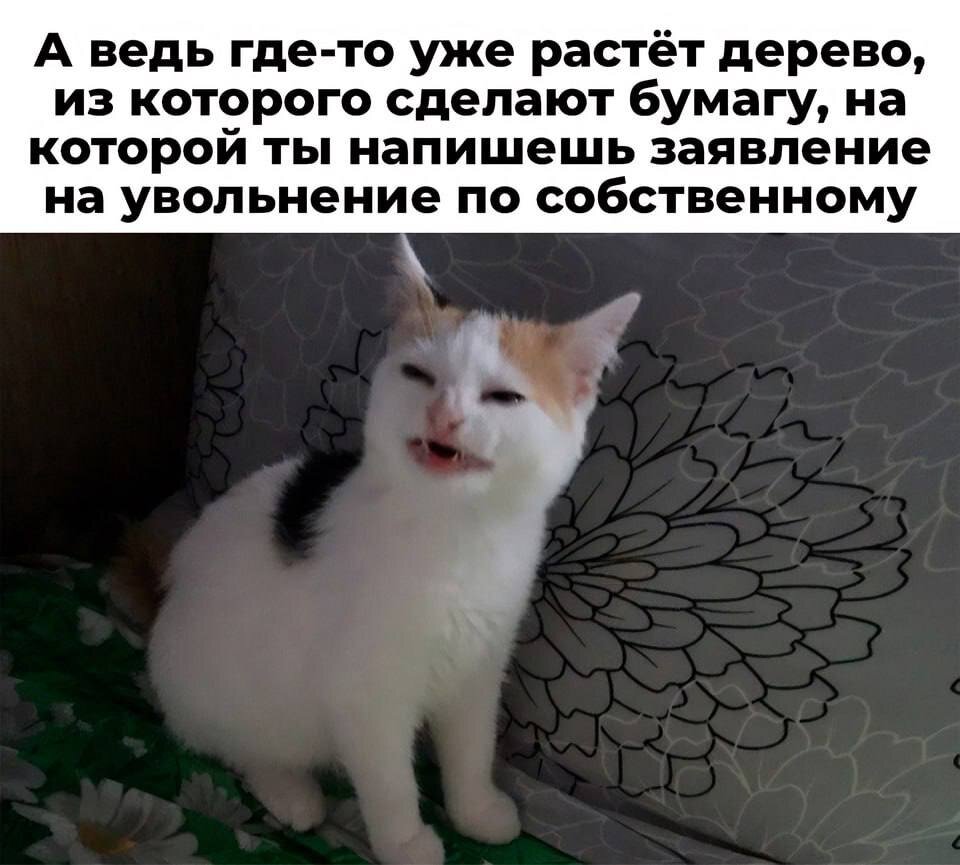 Такое у меня было лицо в последний рабочий день в госкорпорации