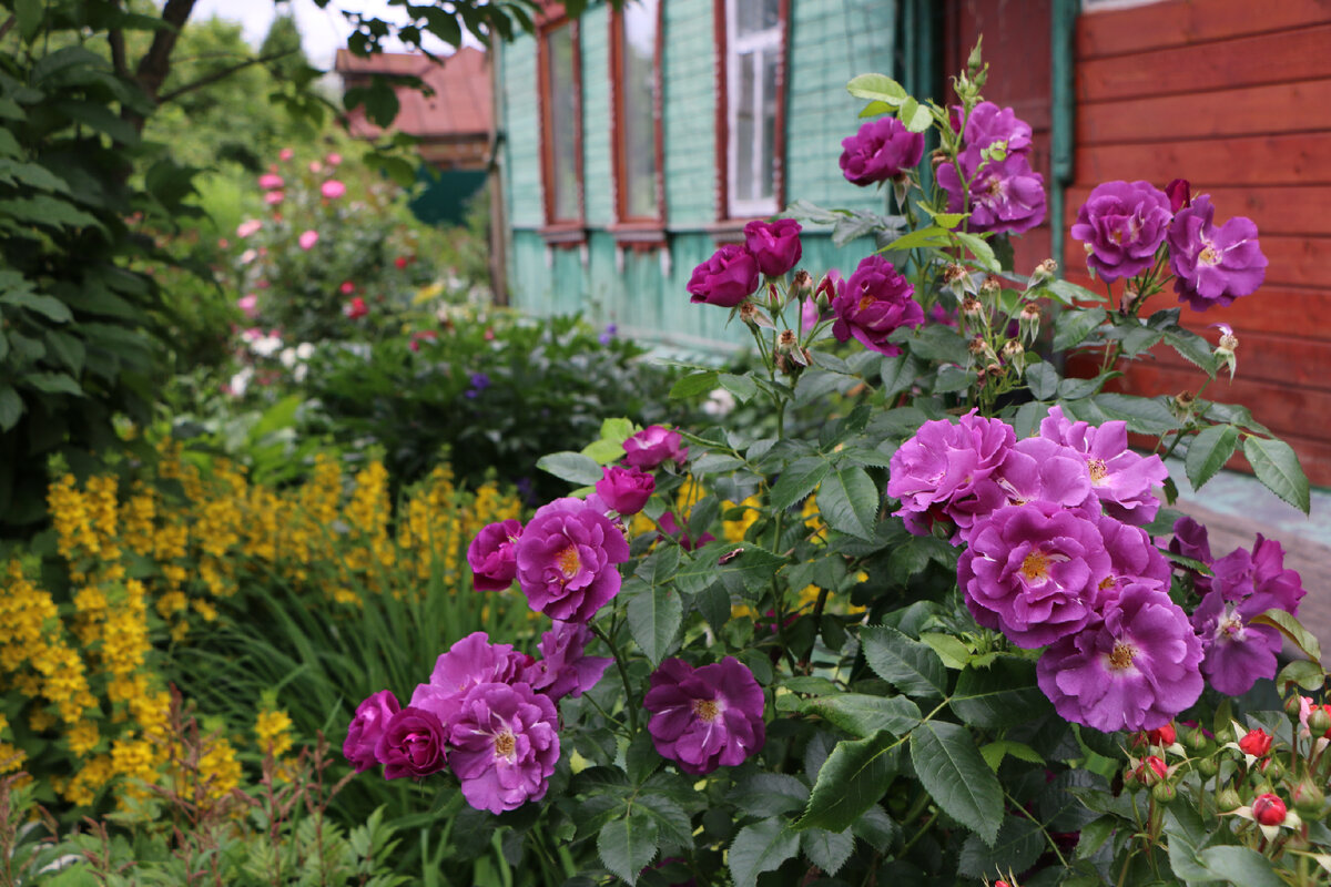 1. Роза Rhapsody in Blue