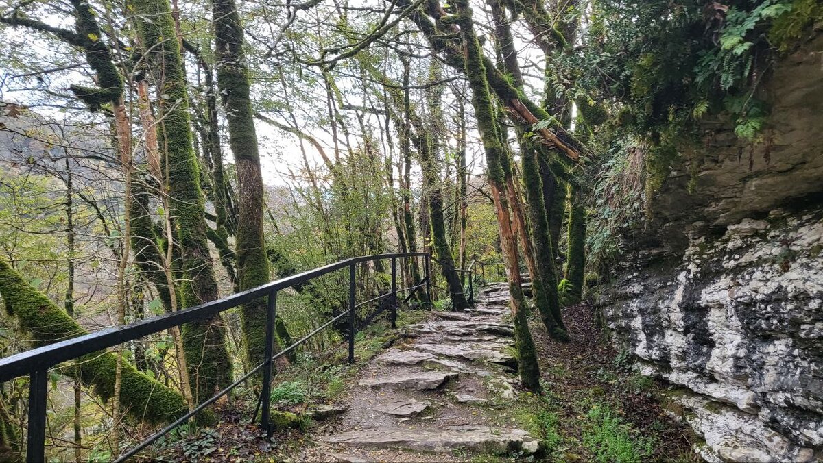 Тисо-самшитовая роща