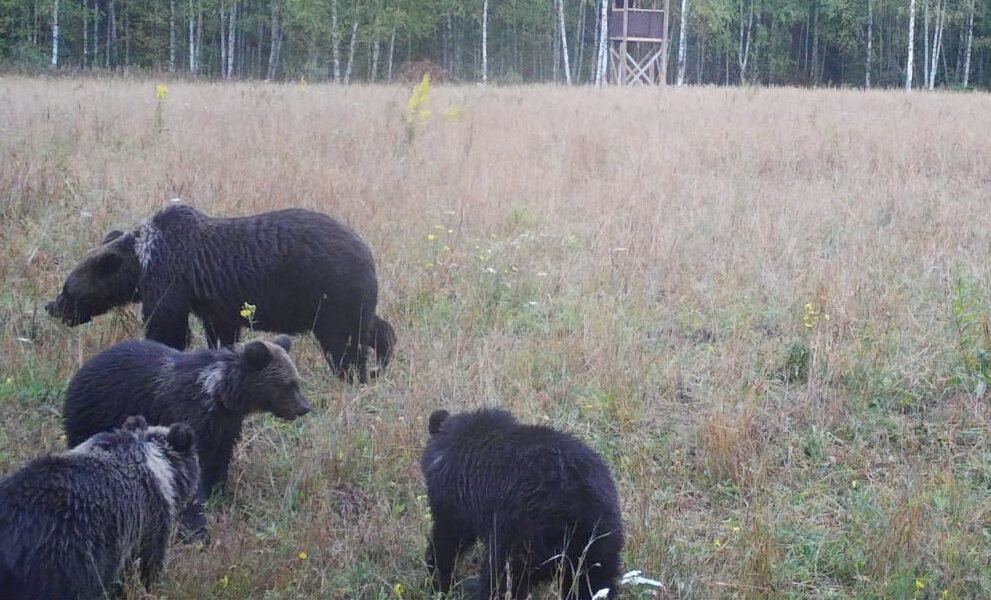 Медведица с тремя медвежатами на овсяном поле.