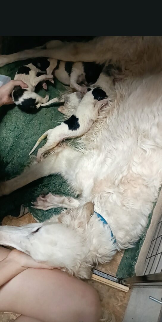 Вот в таком положении барыня кормить изволит