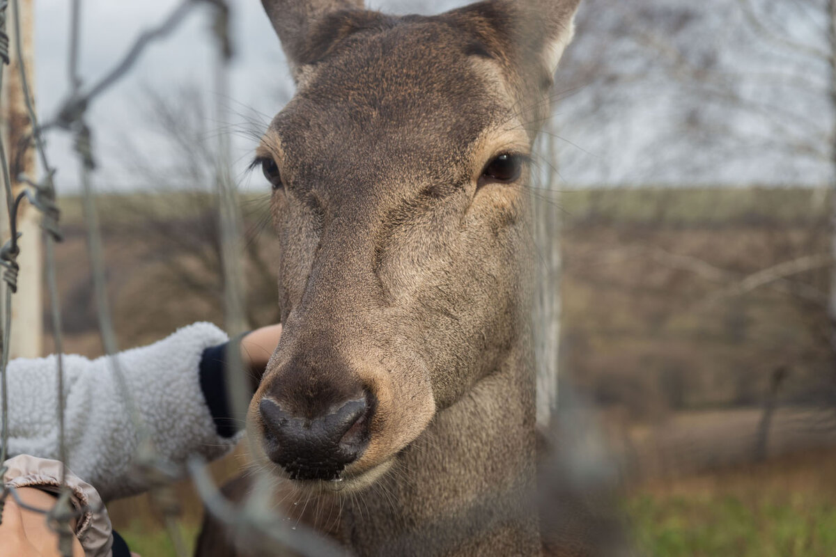 Алёнка - гостеприимная самка европейского благородного оленя