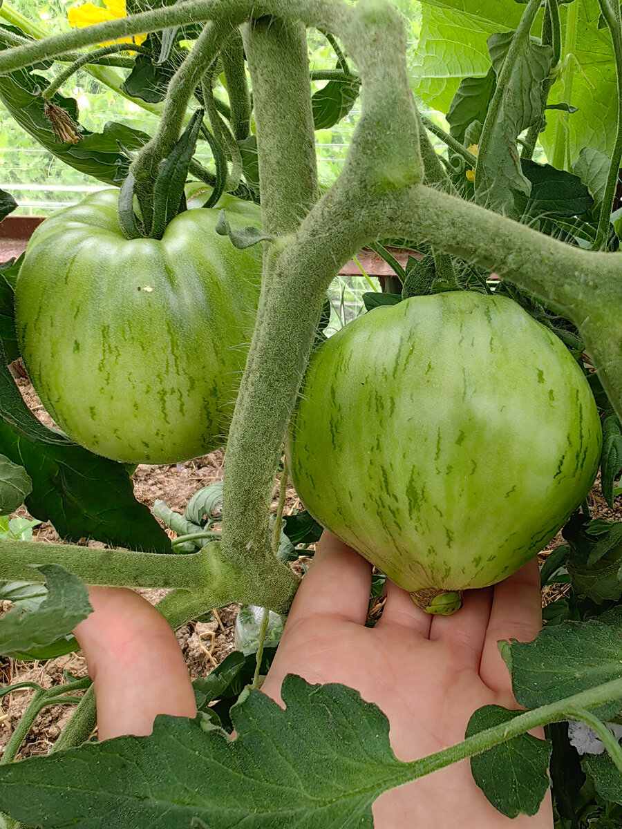 томат Козула 203 фото от 19.07.2023г