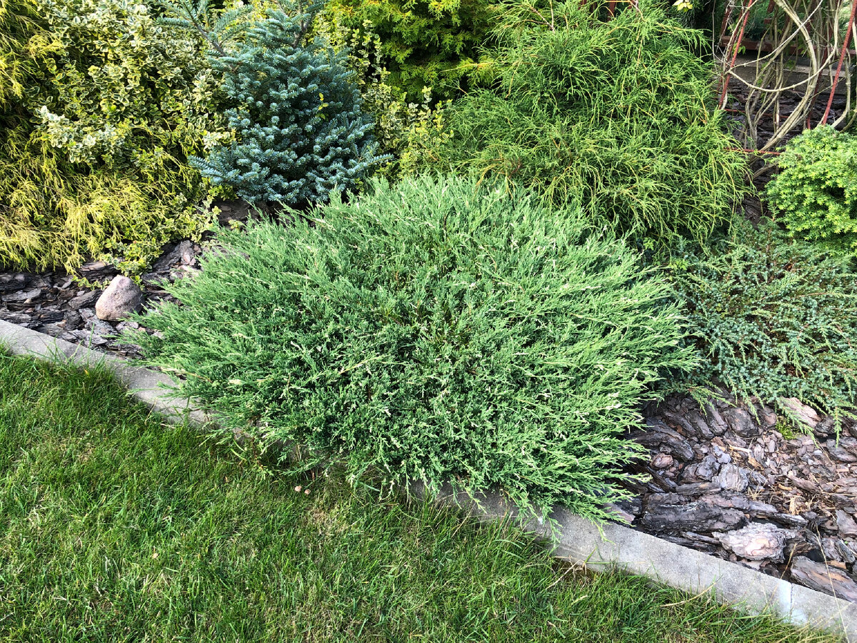 По центру можжевельник Андорра variegata, который имеет молочные вкрапления на кончиках побегов. Правее от него низкий стелющийся можжевельник Грин Карпет