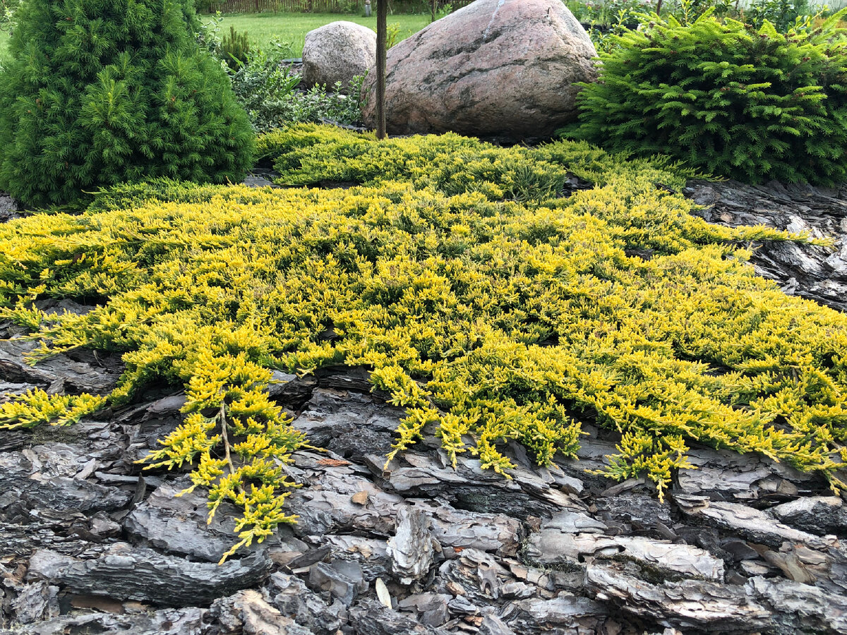 Можжевельник Голден Карпет 