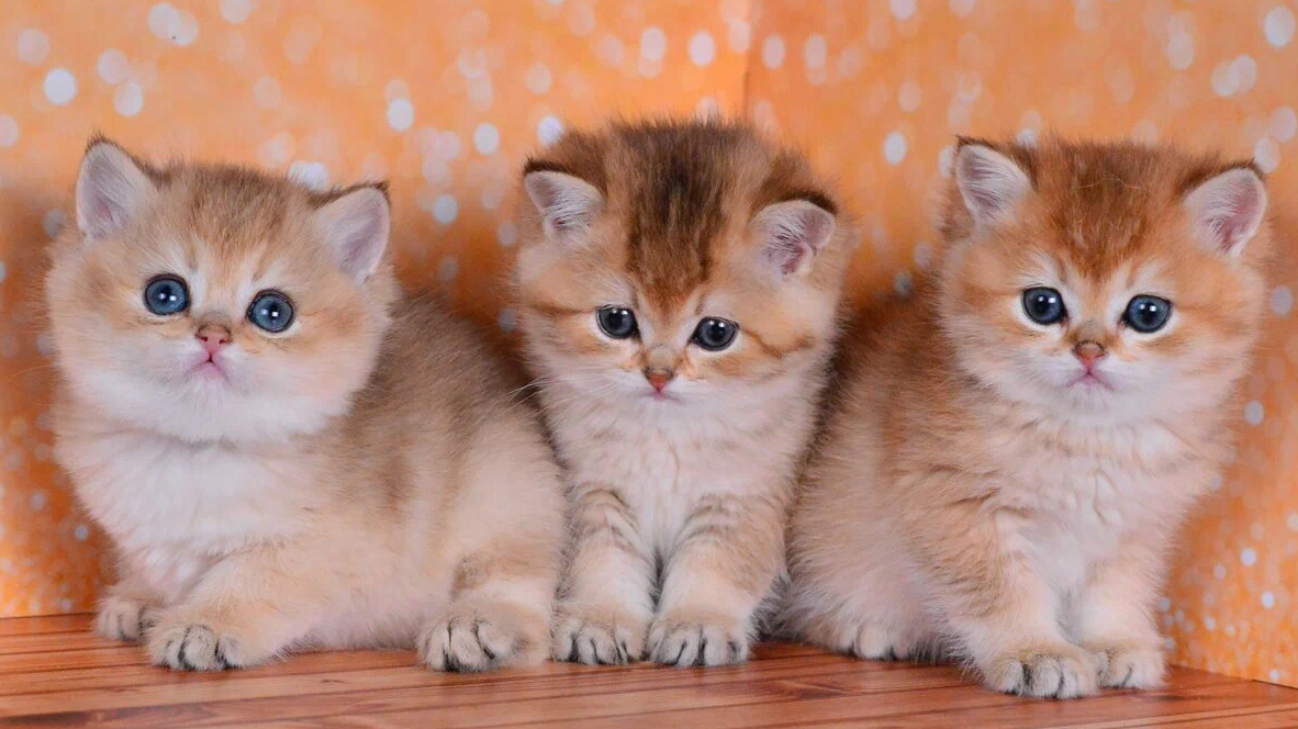 Акварель, Арабелла и Анжелика