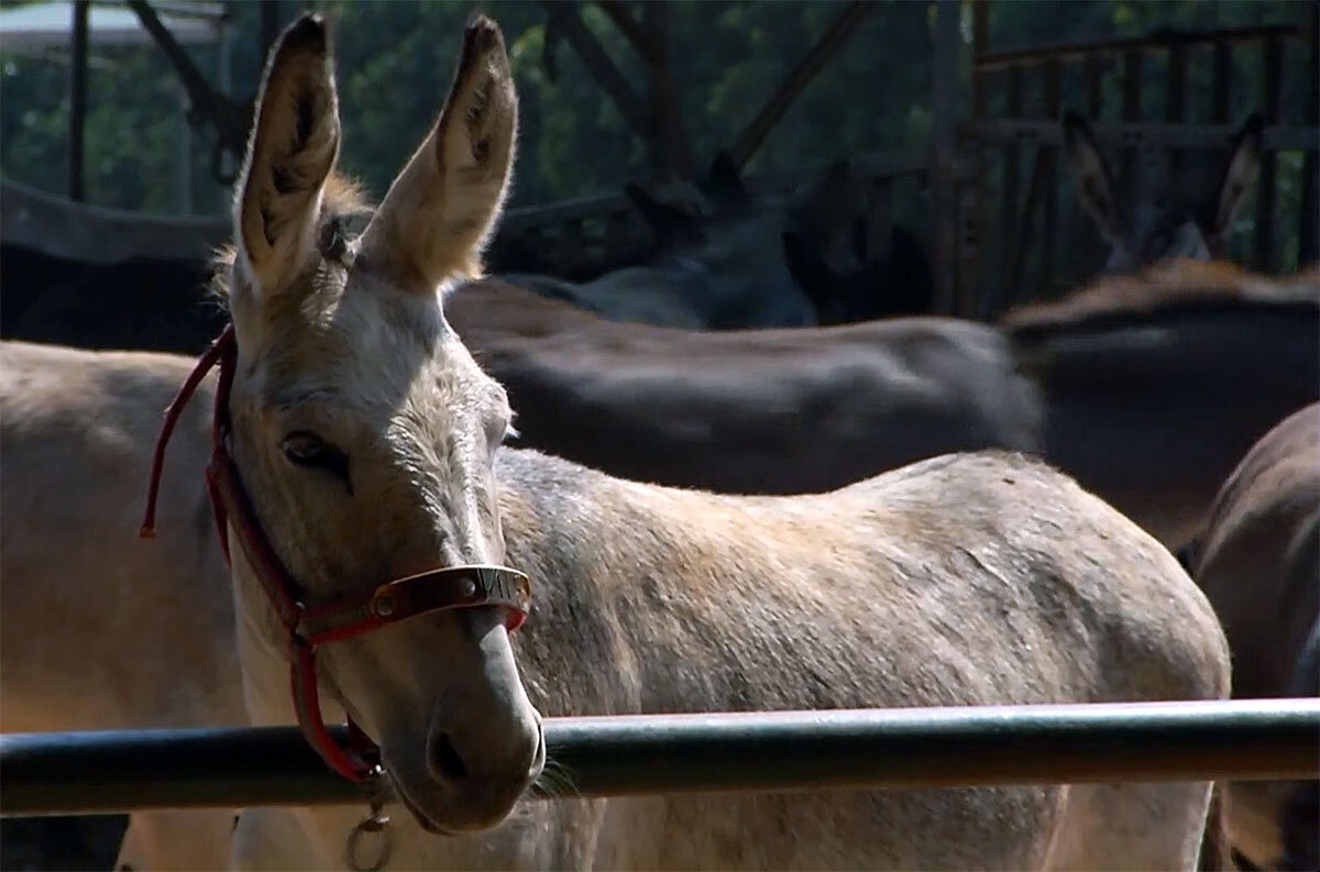 У каждого животного на уздечке нанесено его имя.