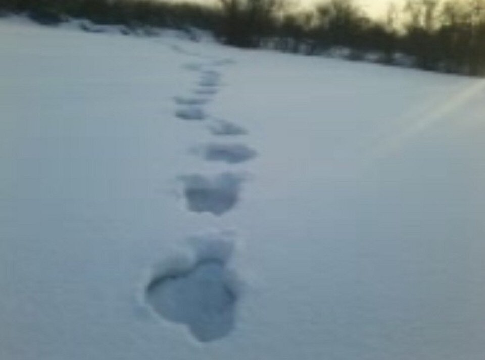    2013 год. Следы йети возле Русско-Урского, которые нашли мальчишки. Фото - Евгений Анисимов.