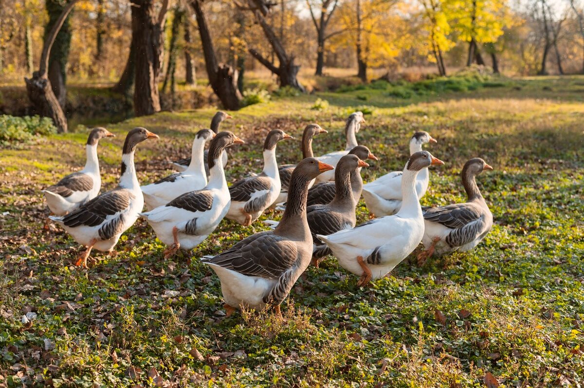 Many ducks