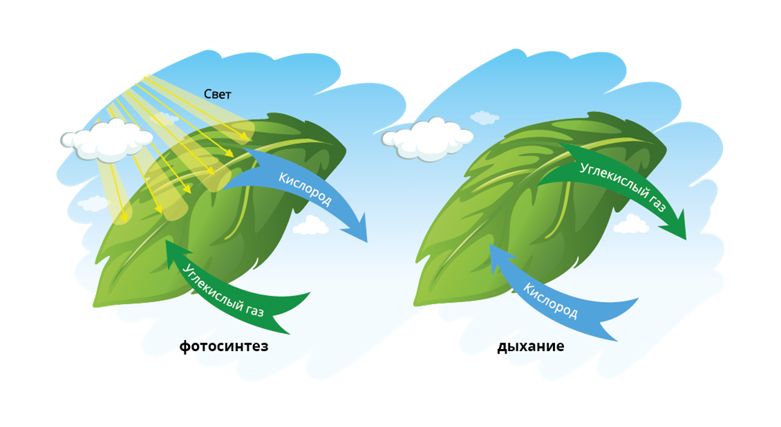 Фотосинтез и дыхание растений. Процесс дыхания растений. Процесс дыхания и процесс фотосинтеза. Фотосинтез схема. Дышат ли растения углекислым газом