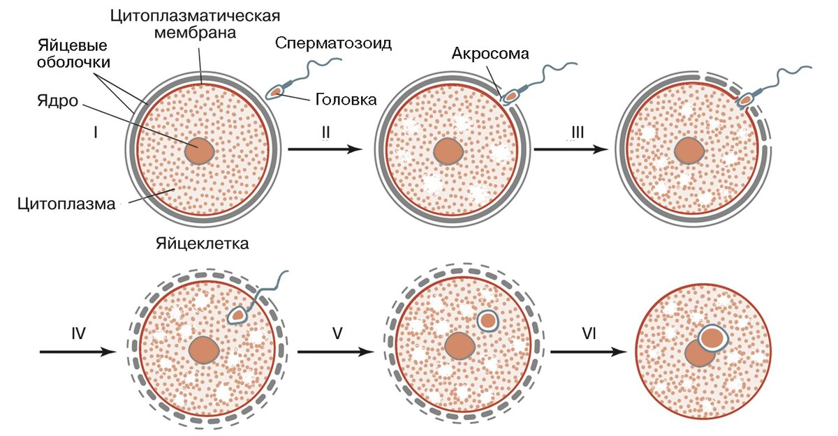 Схематическое изображение оплодотворения яйцеклетки сперматозоидом