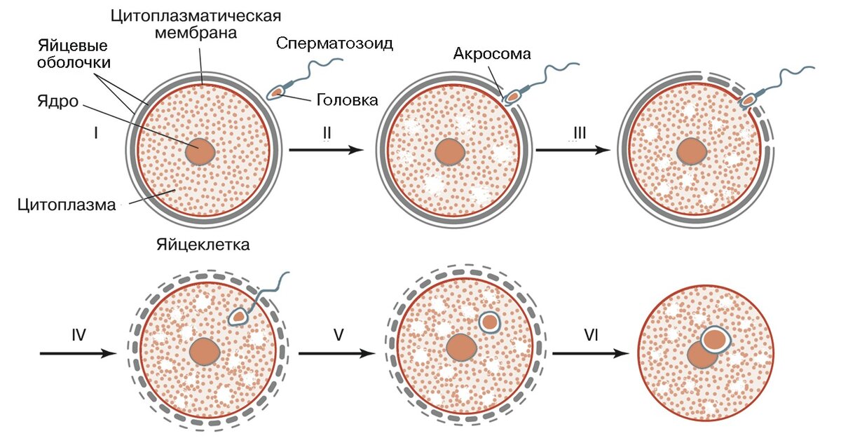 Введение в андрологию. Мужское бесплодие. Оценка, диагностика, лечение