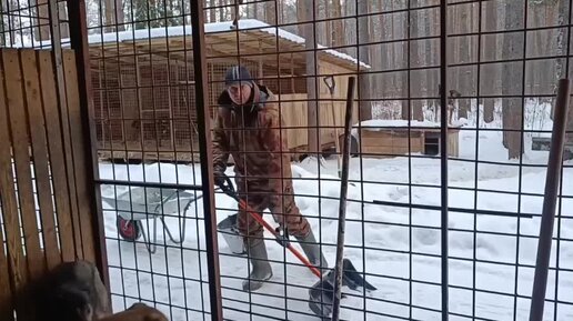 Утеплили будки всем собакам приюта, выгуляли, прибрали в вольерах, чистили снег, а потом приехал погрузчик