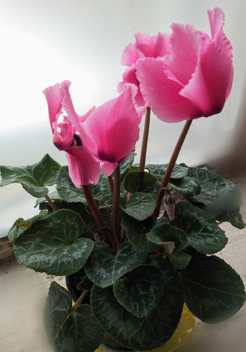 #Цикламен после покупки