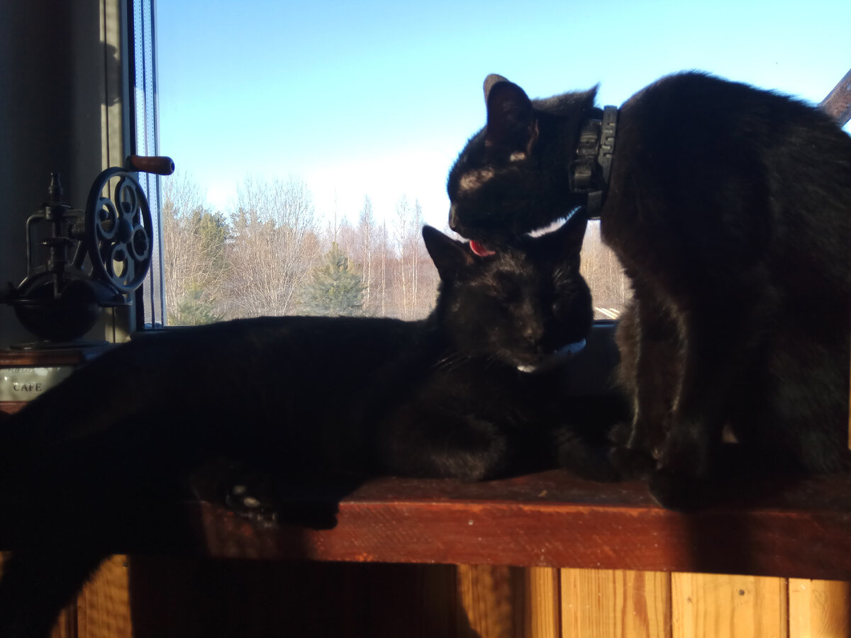 Йоль и Ёлка, вторая зима, 2023. 