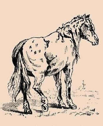 На лошади есть одно лицо