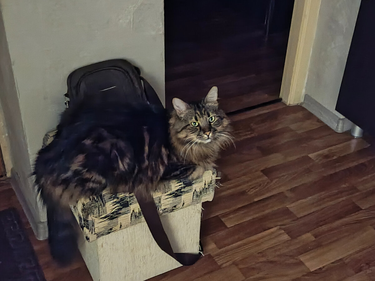 Кот-обманщик горе в семье