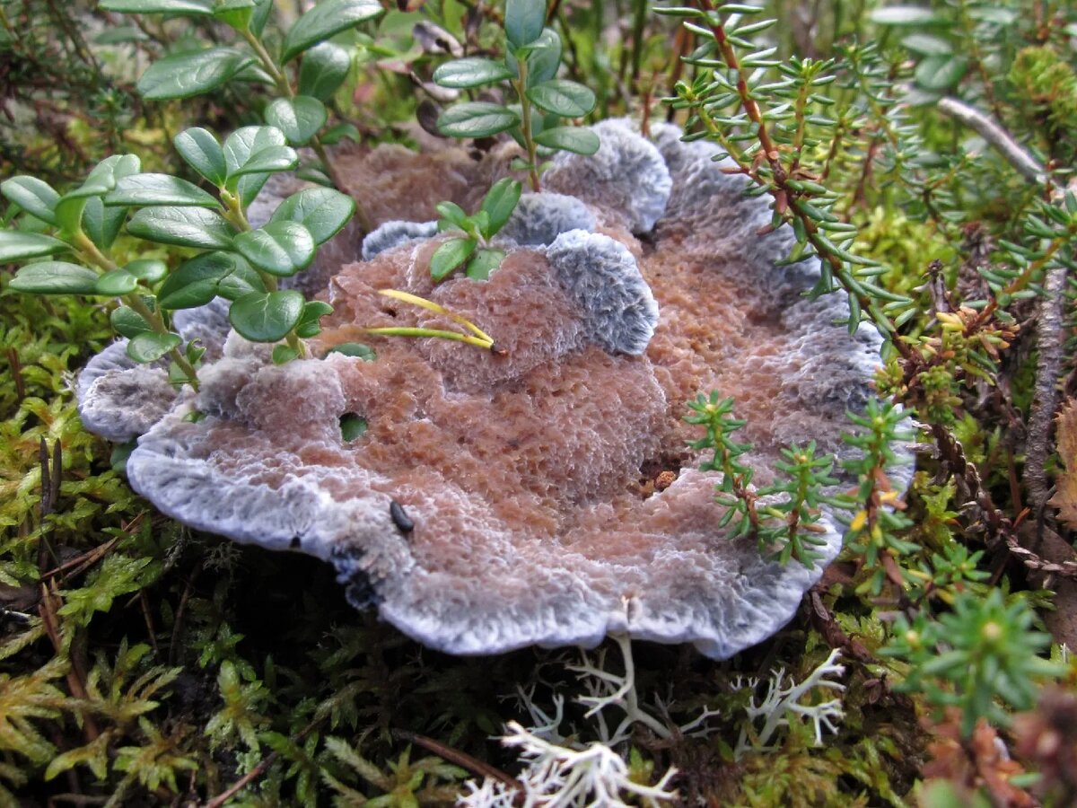 Hydnellum caeruleum, гиднеллум голубой, взрослый. Фото с сайта Грибовики