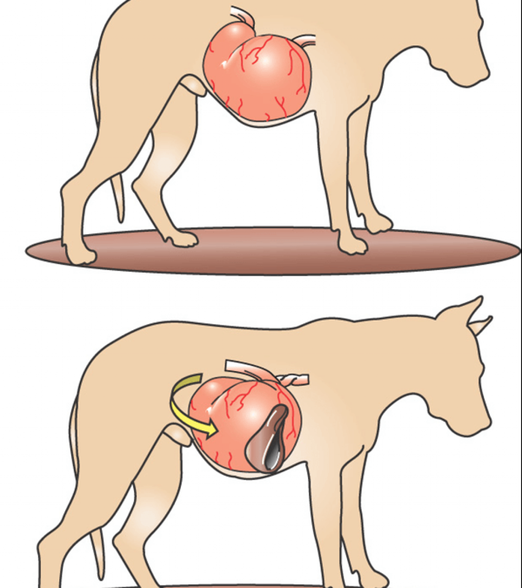 Заворот желудка у собаки симптомы. Заворот кишок у собак симптомы.
