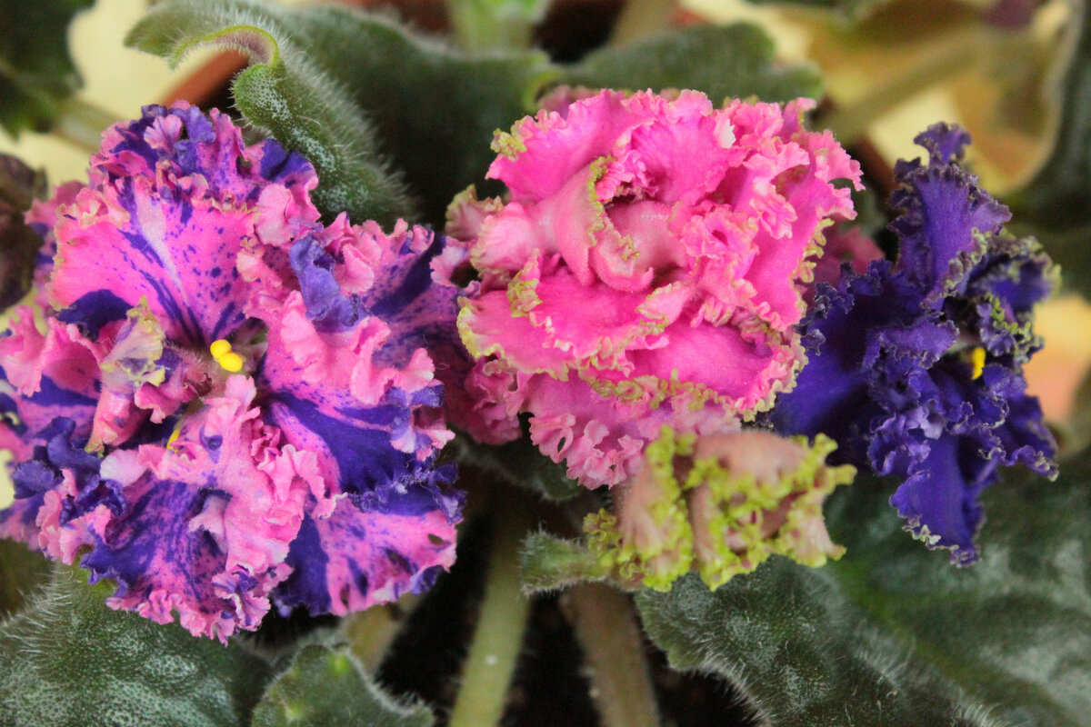 Вот так фиалки могут цвести (фото интернет)