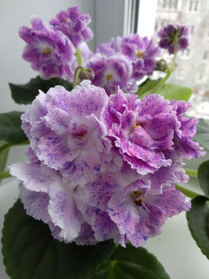 РМ-Принцесса цирка ( фентезийное цветение).