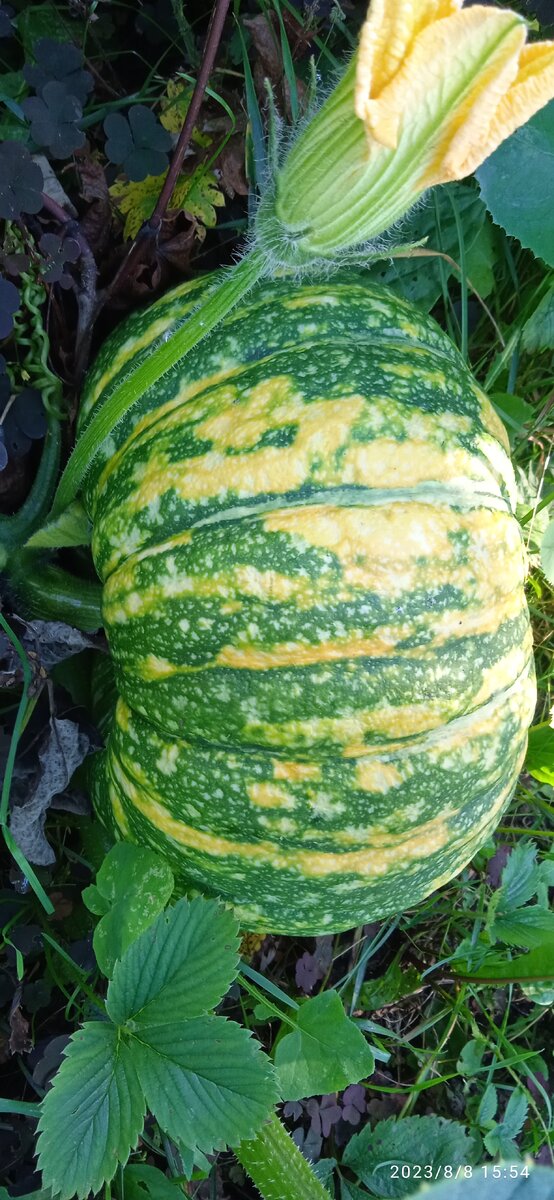 Тыква весом 10,5 килограмм